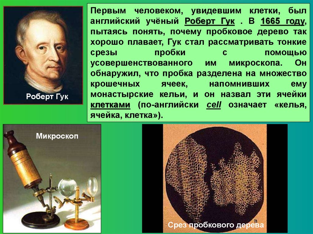 Роберт гук биография, теория клеток и вклады