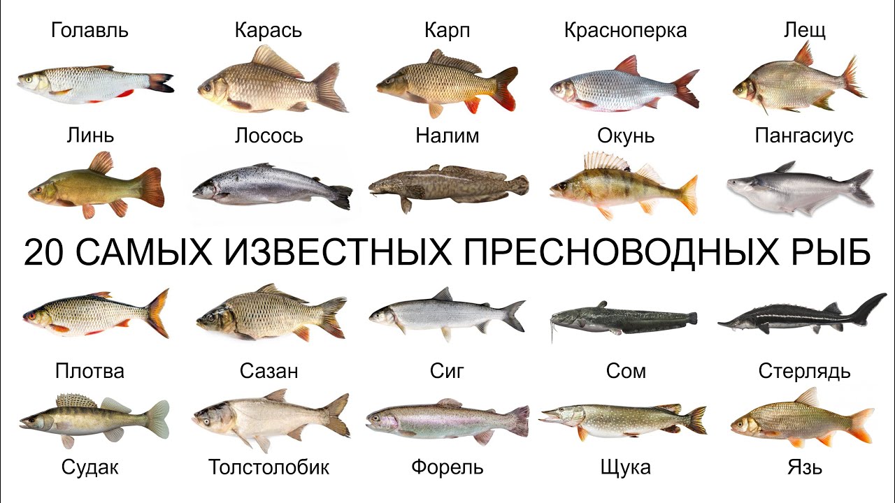 Рыба является одним из самых важных продуктов в рационе питания человека Какая рыба самая полезная для организма взрослых людей и детей читайте в материале редакции
