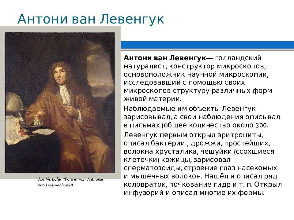 Антони ван левенгук - биография, факты, фото