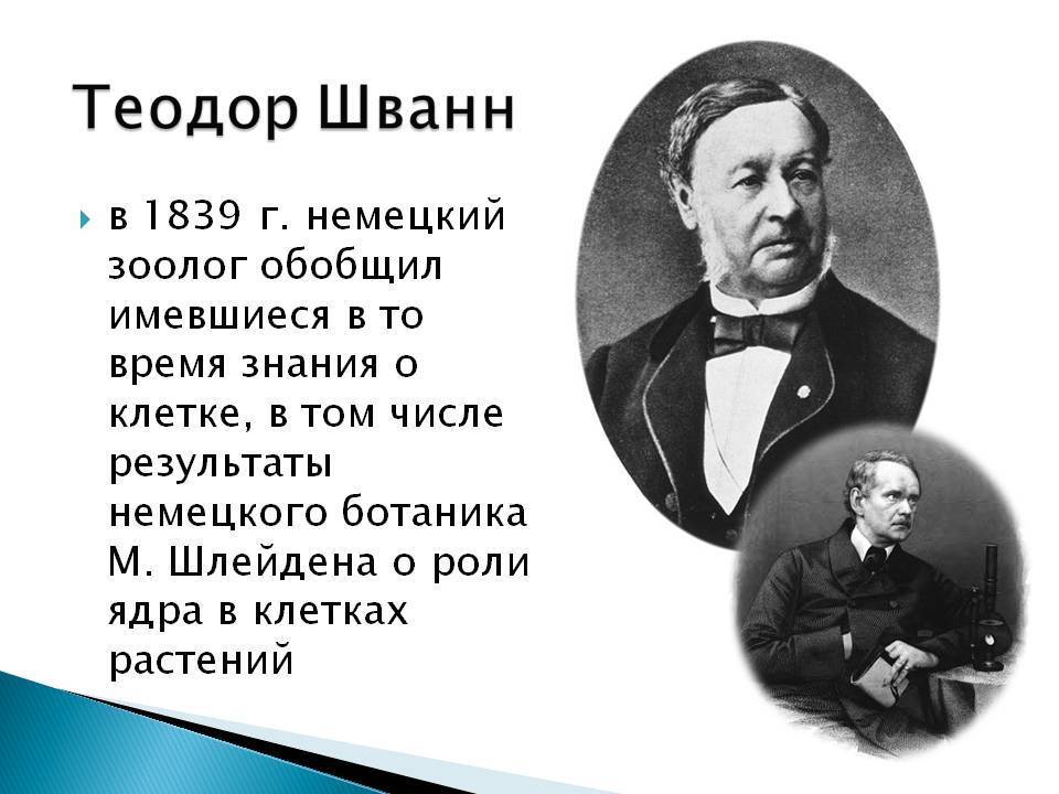 Теодор шванн: биография, клеточная теория, другие материалы - наука - 2024